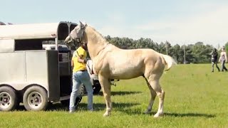 Unloading Tennessee Walking Horses of Foreman Arkansas Rackin and Stylin Trail Riders [upl. by Harrow]