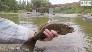 Fly Fishing  Esopus Creek August 10th 2019 [upl. by Tini297]