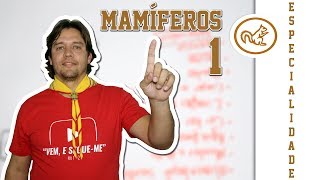 Especialidade de Mamíferos  Parte 12 [upl. by Gilemette]