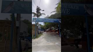 Feeding Tarpons in Belize cayecaulker belize tarpons love island vibes [upl. by Odnalo]