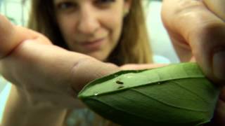 UFIFAS Research Citrus Psyllid [upl. by Cathie565]