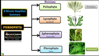 Classification of Pteridophytes with Example  Plant Classification [upl. by Alamac310]