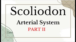 scoliodon arterial system part II [upl. by Roddy390]