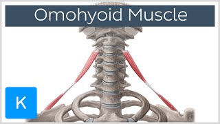 Omohyoid muscle  Origin Insertion Innervation amp Function  Human Anatomy  Kenhub [upl. by Aneeuqahs]