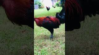 Brown red or Black fowl [upl. by Atsocal]