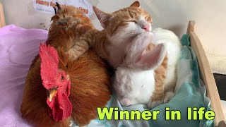 So funny The kitten tamed the rooster and became a winner in life So healing Funny pet videos [upl. by Ellennej]