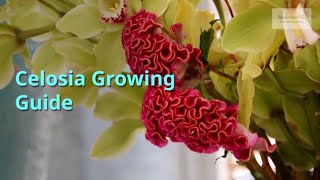 Celosia Growing Guide [upl. by Voltz]