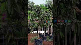 കവറിൽ വെച്ച മാമ്പഴത്തോടുകൂടിയ നീലൻ മാവ് NEELAM MANGO Green Agro Farm Randathani [upl. by Inig]