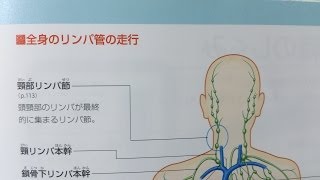 看護学生講座 145 解剖生理学 ｢リンパ系のはたらき・役割｣ [upl. by Damas989]