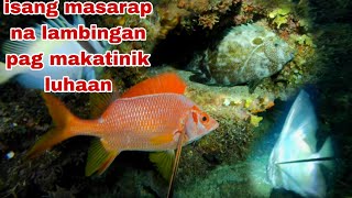 EP277 ISANG MASARAP NA LAMBINGAN PAG NAKATINIK LUHAAN NIGHT SPEARFISHING [upl. by Novahs]