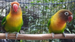 Lovebird Singing amp Chirping Sounds  Green Fischer Pair [upl. by Aketal197]