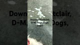 DowneyMontclair DM Dogs Dogs Dogs [upl. by Dareen526]