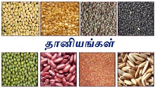 45 தானியங்கள்பருப்பு வகைகள் மற்றும் சிறுதானியம்  Cereals Pulses and Millets in TAMIL [upl. by Kynan]