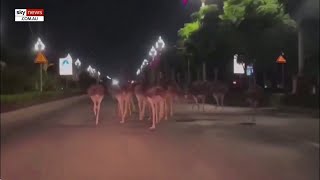 WATCH Motorists shocked as 80 ostriches filmed running down a street [upl. by Ynneg]