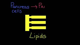 How to produce amylase and protease enzymes using microorganisms [upl. by Talanian]