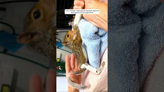 This woman rescued an injured squirrel and gave it a loving home animalshorts shortvideo [upl. by Aikam605]