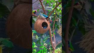 The wild macaw parrots l Fpisode dancemusic shot butiful ghanshyamyoutuber2543 [upl. by Silvers]