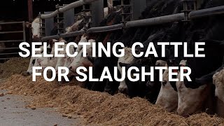 Finisher gives tips on selecting cattle for slaughter [upl. by Amolap]