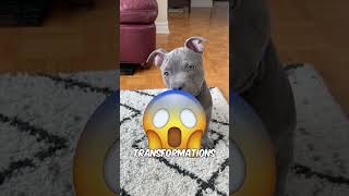 The 3 Scariest Dog Transformations  Cute to Deadly 😨 [upl. by Eimor]