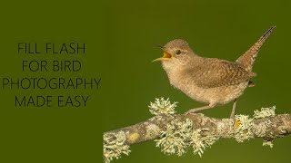 Fill Flash for Bird Photography  Fill Flash Made Easy [upl. by Rosenberg]