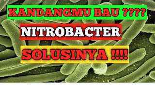 cara membuat nitrobacter  how to make nitrobacter [upl. by Jenni303]