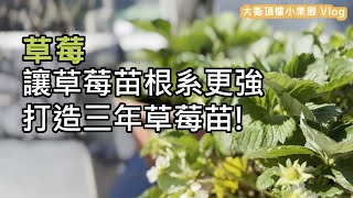 讓草莓苗根系更強，打造三年草莓苗 [upl. by Orvan]