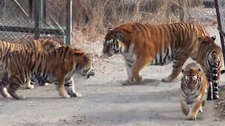 Sumatran Tiger vs African Lion Fight  New Footage  It was the lion who actually ran in the end [upl. by Ekrub]