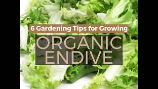 How to Grow Organic Endive [upl. by Anida]