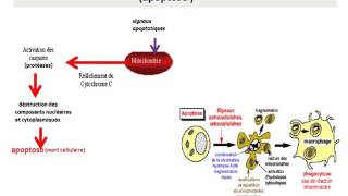 CYTOLOGIE LA MITOCHONDRIE [upl. by Heintz]