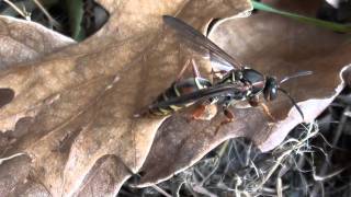 Paper Wasp Vespidae Polistes fuscatus Female on Leaf [upl. by Zebulen]