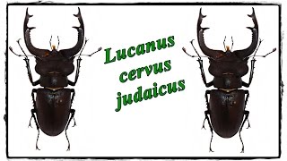 Lucanus cervus judaicus 90 mm  Präparation  Mounting [upl. by Meean478]