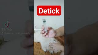 Remove tick and fleas in your cats and dogs Detick dog doglover dogs cat cats shihtzu [upl. by Dhiren]