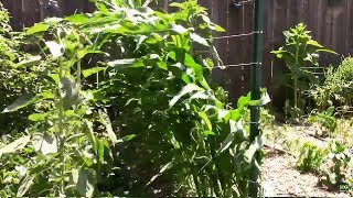 Corn Blowing Over in the Wind How I Kept Our Corn From Blowing Completely Over [upl. by Richards]