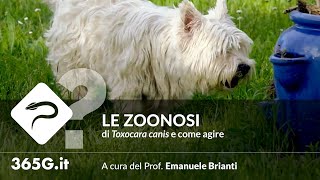 Le zoonosi di Toxocara Canis e come agire [upl. by Aicnom]