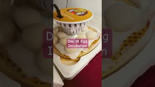 Day 18 Egg Incubation Enjoy🤩🤩🤩 [upl. by Erreipnaej]