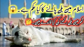 What does Islam say about the most popular pet cats   Hadis Regarding Cats  billi palne ke fayde [upl. by Egin472]