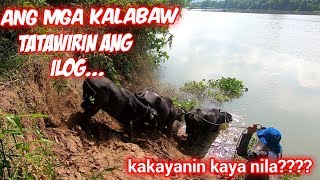 Buhay Bukid  Pagtawid ng Kalabaw sa Ilog  Macki Moto [upl. by Nevyar]