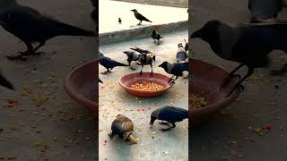 Crow morning time birdsandanimalsounds birdsounds animals croweating crowsounds crowcalls [upl. by Alta183]