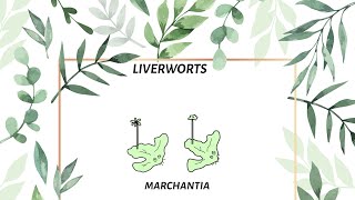 NCERT  marchantia [upl. by Couchman]