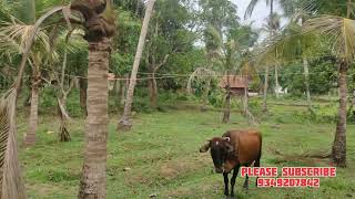 125 acre plot for sale at Kozhikode chelannur muthuvattuthazham [upl. by Didi]