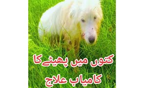 Dogs Parvo virus ReasonsTreatment Saftey by Dr Fahed Tanveer kamboh [upl. by Fugate]