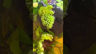 How To Add Floating plants to an aquarium [upl. by Verine]