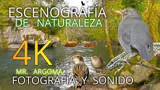 🎧 ESCENOGRAFÍA Y AMBIENTACIÓN DE NATURALEZA 4K  AMBIENTE FOTOFRAFÍA Y SONIDO NATURALEZA SALVAJE [upl. by Baptista]