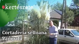 Cortaderia selloana  Pampafű [upl. by Srevart]