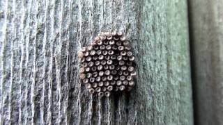 Cankerworm Moth Eggs Geometridae Alsophila pomertaria on Wall [upl. by Elleinet]