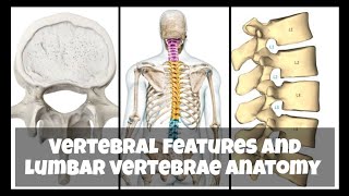 Vertebrae features and lumbar vertebrae anatomy brdmedicalcollege mbbs trending anatomy youtube [upl. by Havener559]