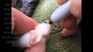 A Great Way to Cut a Cats Nails [upl. by Atteynot420]