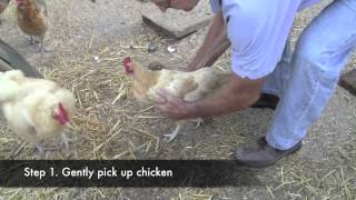 Poultry Newcastle Vaccination [upl. by Htiel864]