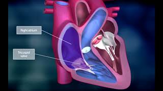 The Heart and the Systemic Circuit [upl. by Eelyma]