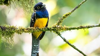 Burung Trogon GarteredTrogon caligatus Bersuara Merdu Di Alam [upl. by Rosinski132]